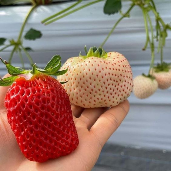 Rote Klettererdbeeren 5 Stk