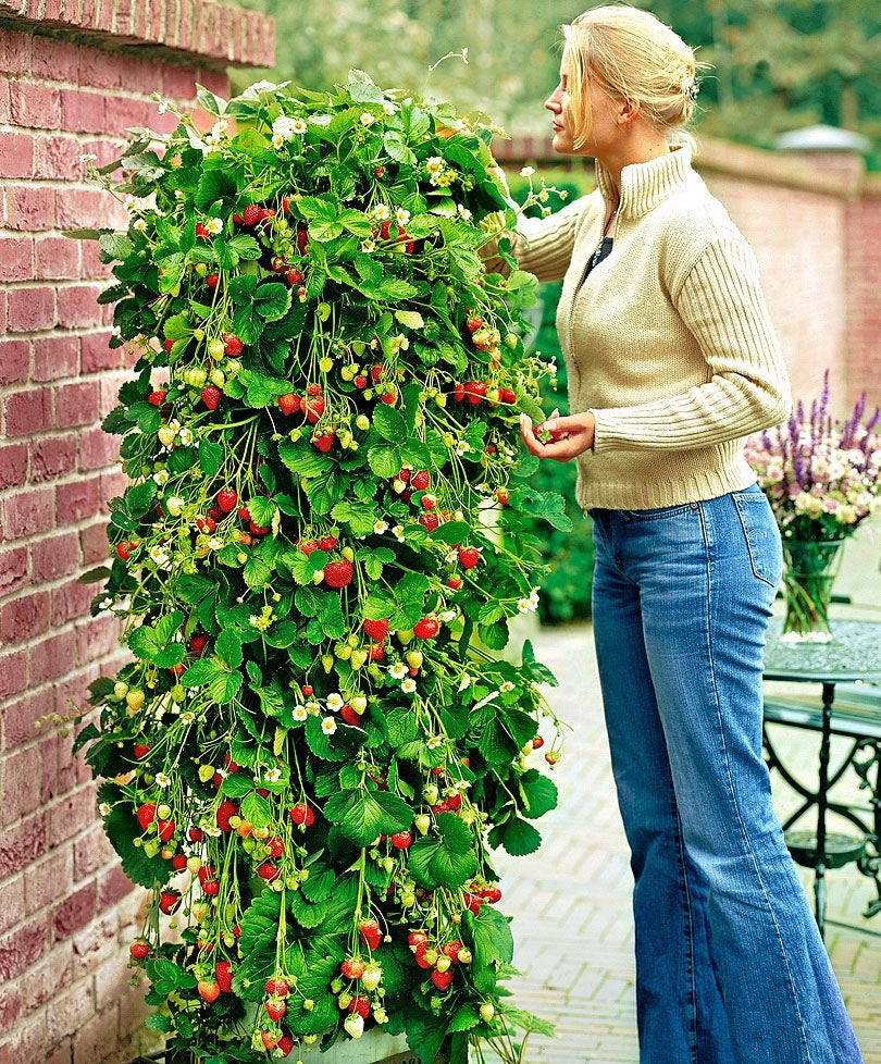 Rote Klettererdbeeren 5 Stk