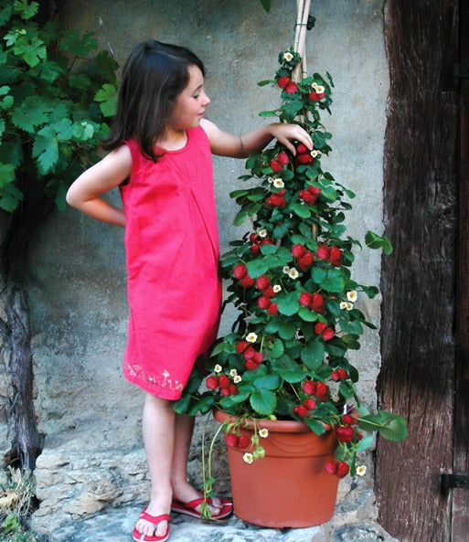 Rote Klettererdbeeren 5 Stk