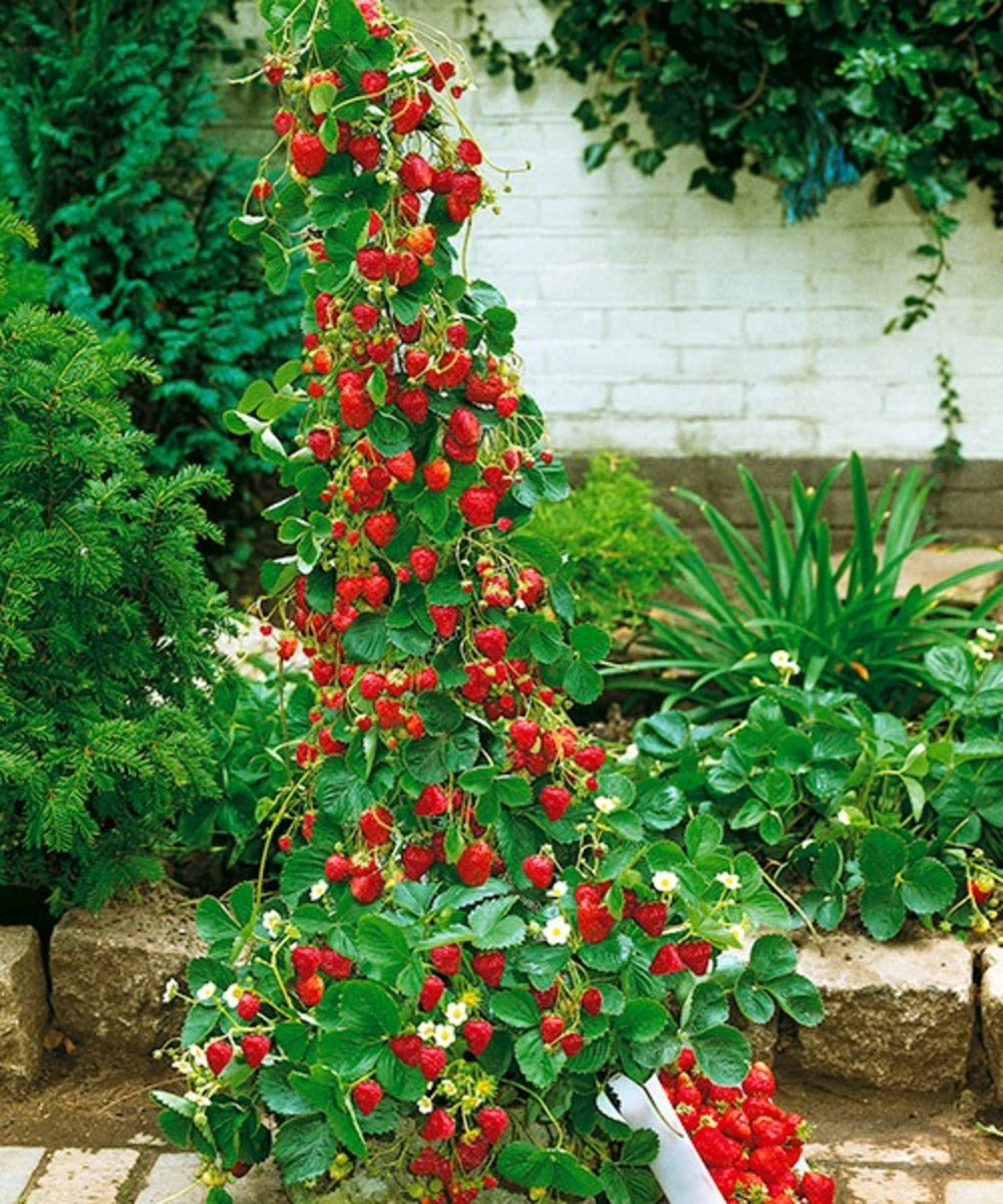 Rote Klettererdbeeren 5 Stk