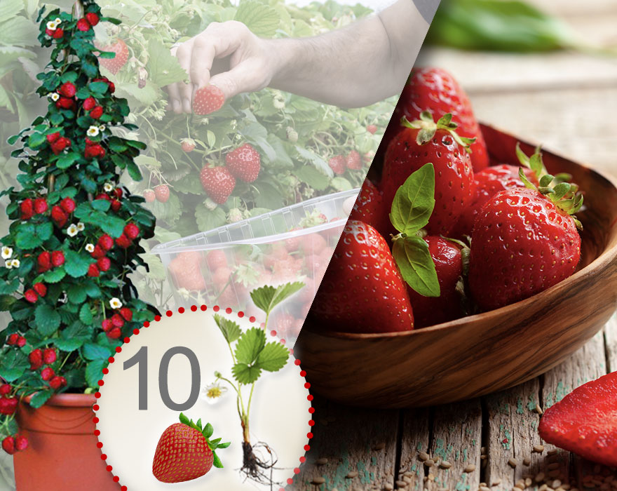 Rote Klettererdbeeren 10 Stk