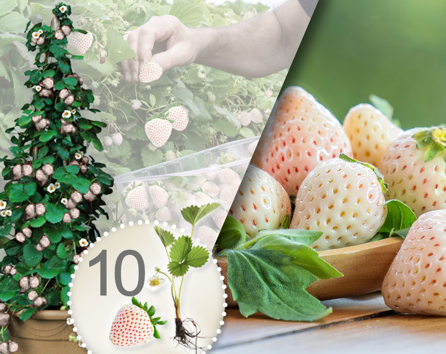 Weiße Klettererdbeeren 10 Stk
