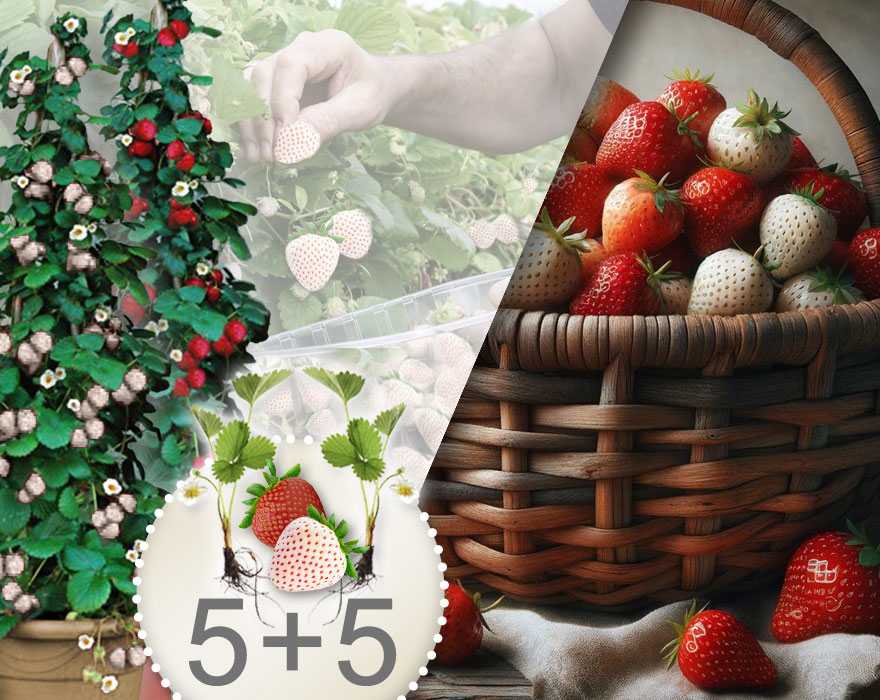 Rote und weiße Klettererdbeeren 10 Stk