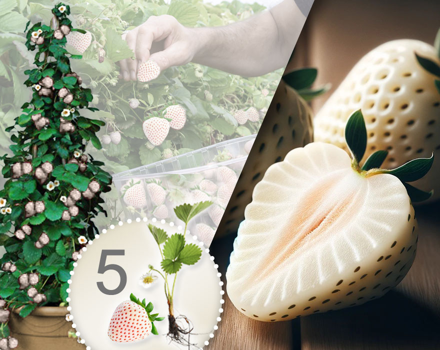 Weiße Klettererdbeeren 5 Stk