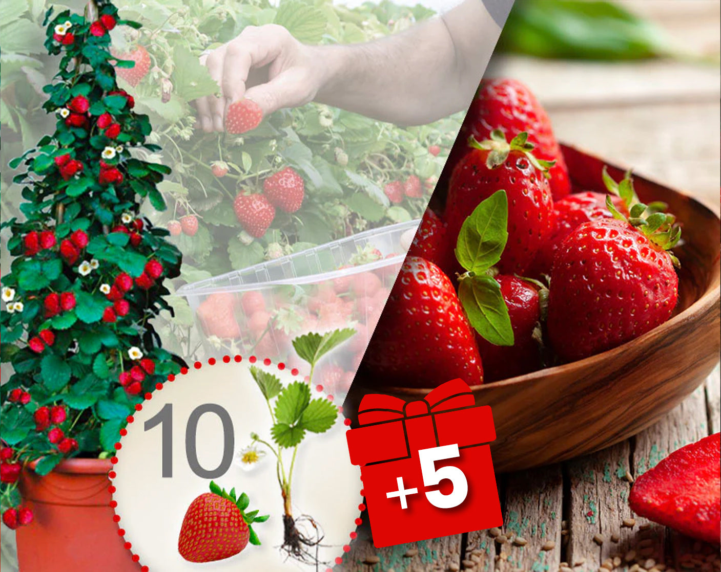 Fraisiers grimpants rouge 10 Pcs + 5 Pcs gratuits