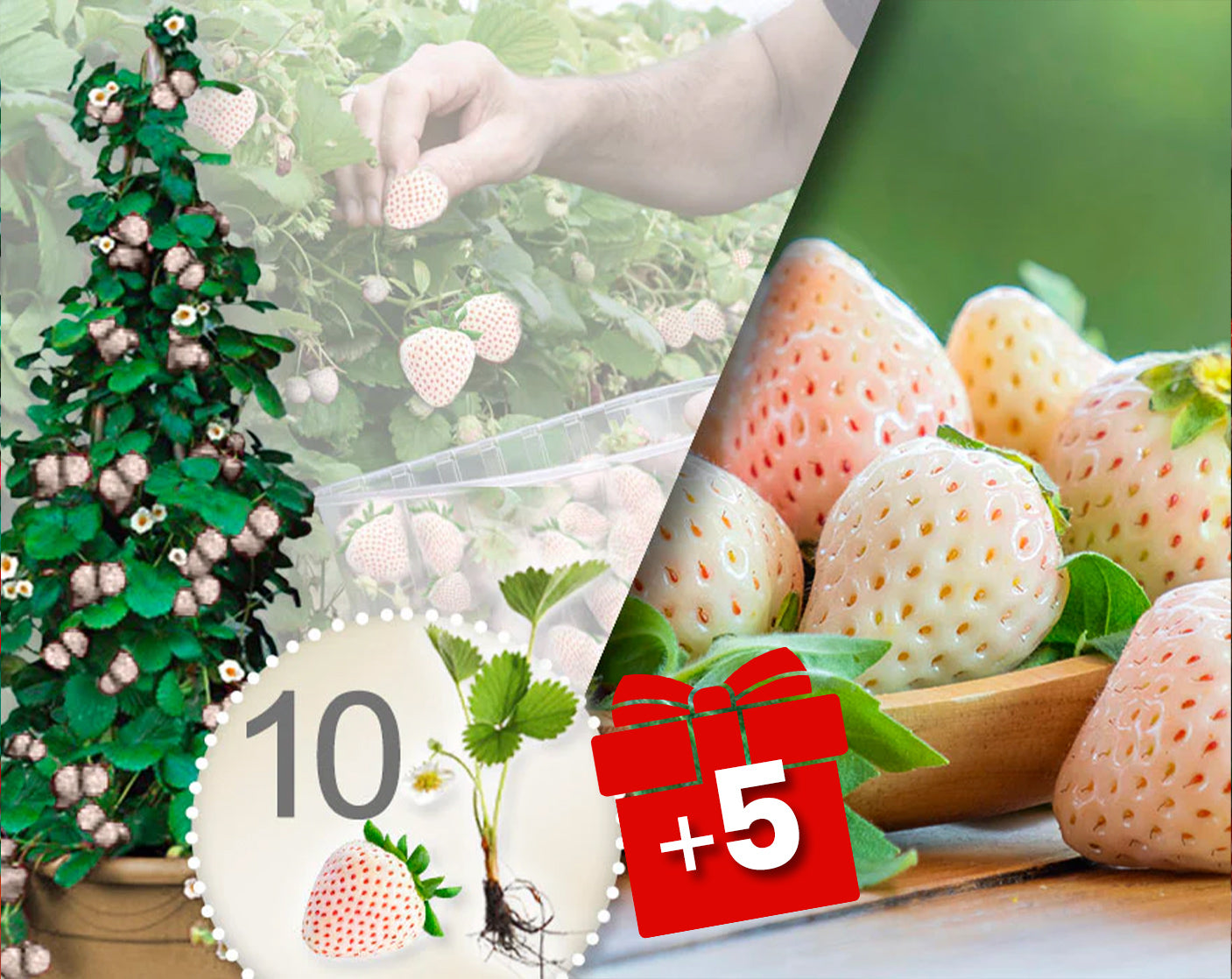Fraisiers grimpants blanc 10 Pcs + 5 Pcs gratuits