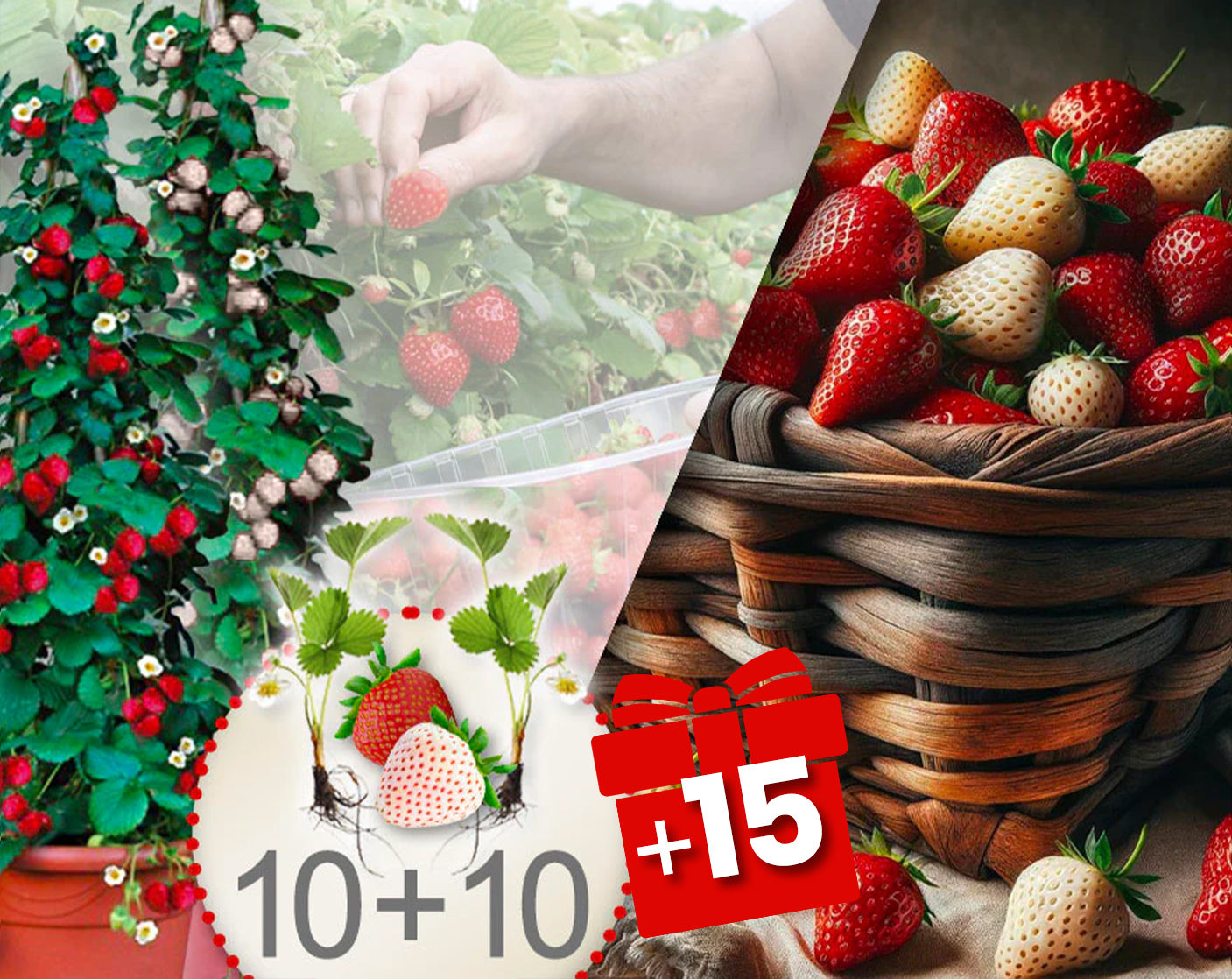 Fraisiers grimpants rouge et blanc 20 Pcs + 15 Pcs gratuits