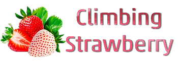 Climbing Strawberry