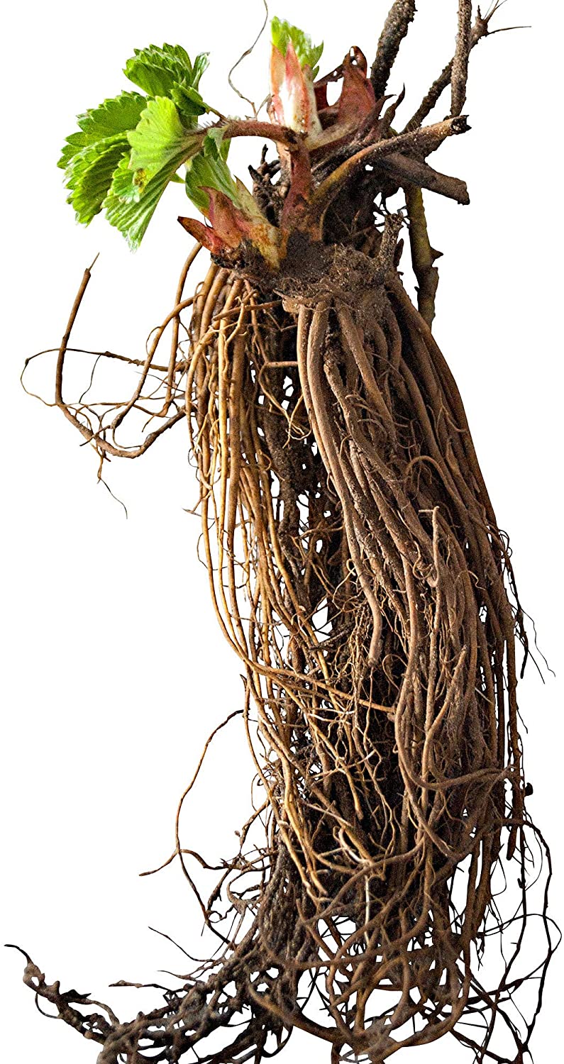 Fraisiers grimpants blanc 10 Pcs